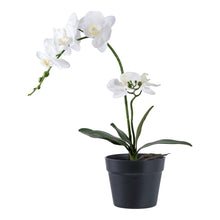 Kunstpflanze Orchidee – Grün/Weiß, H 49 cm von Luiva Living