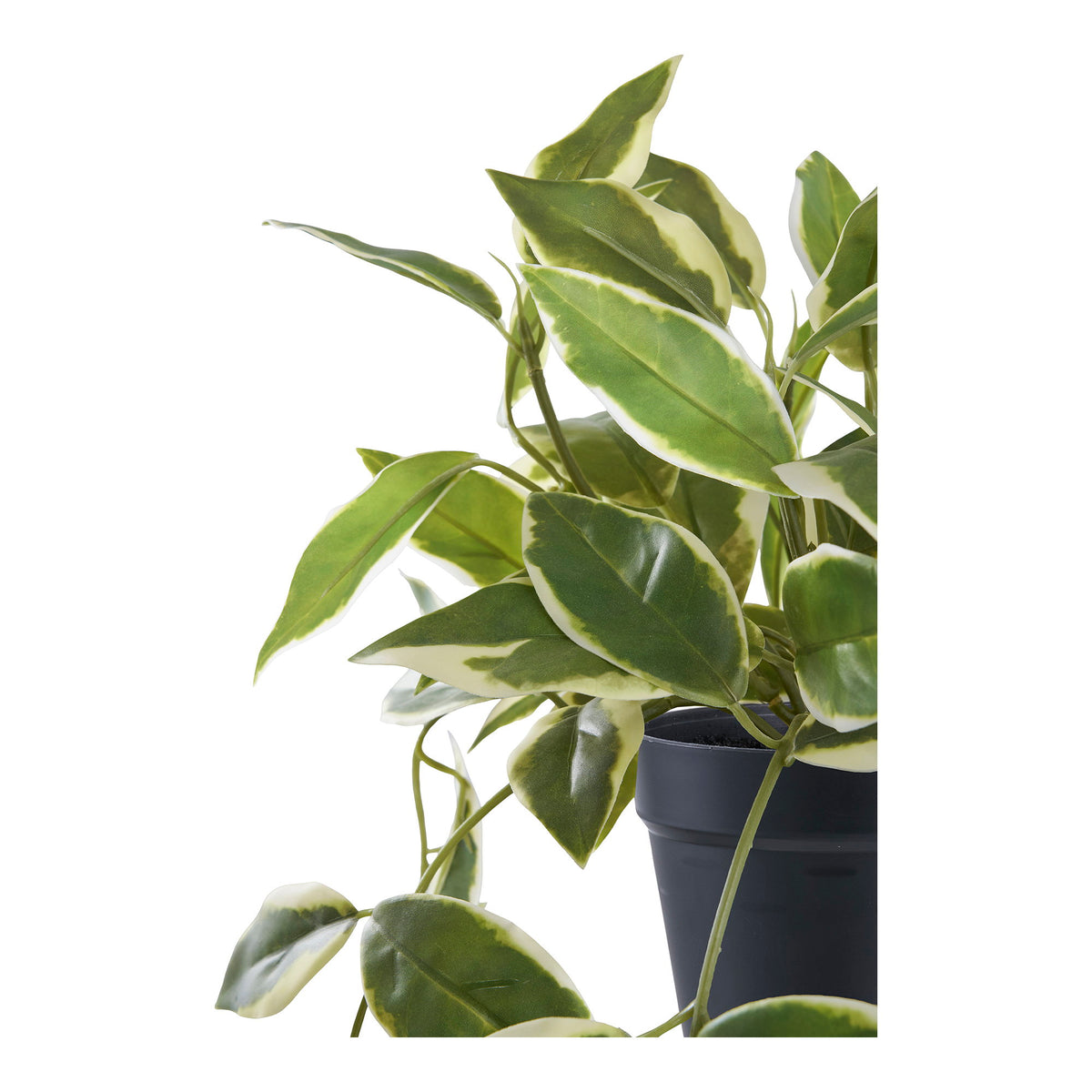 Kunstpflanze Hoya Carnosa – Grün, H 33 cm – Ansicht 2