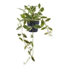 Kunstpflanze Hoya Carnosa – Grün, H 33 cm von Luiva Living