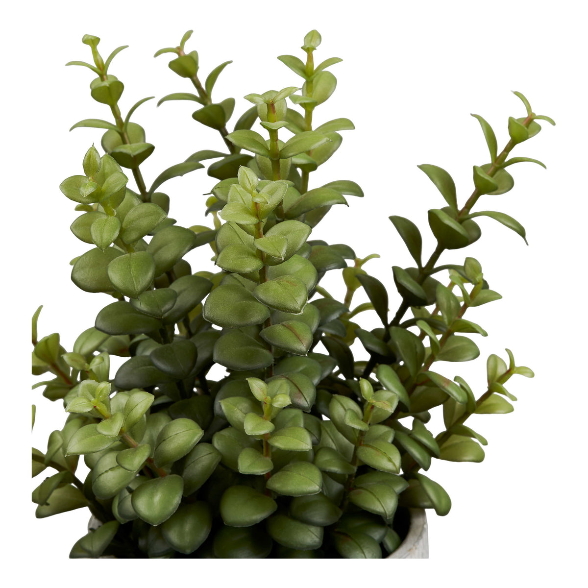 Kunstpflanze Sukkulente mit Topf – Grün/Grau, H 33 cm – Ansicht 2